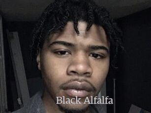 Black_Alfalfa
