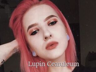 Lupin_Cearuleum