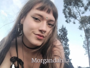 Morgandahlia
