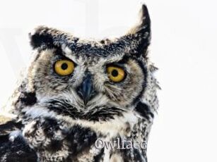 Owlface