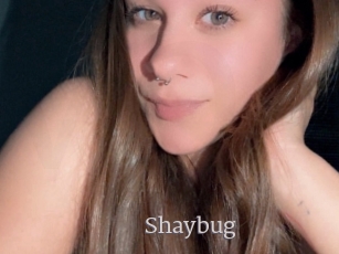 Shaybug